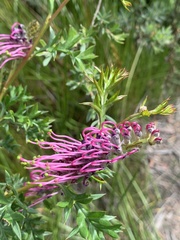 Grevillea acanthifolia