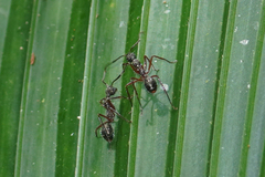 Dolichoderus attelaboides