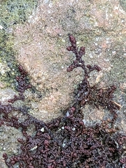 Frullania