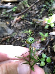 Glaucias amyoti