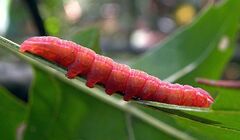 Peridea angulosa