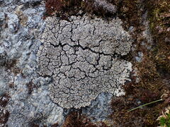 Pannaria hookeri