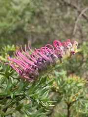 Grevillea acanthifolia