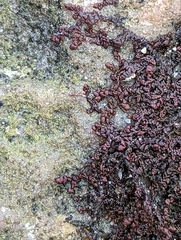 Frullania