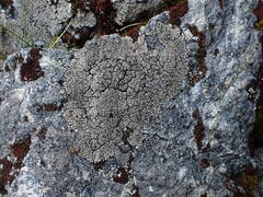 Pannaria hookeri