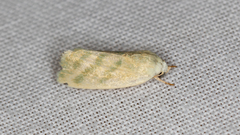 Earias paralella