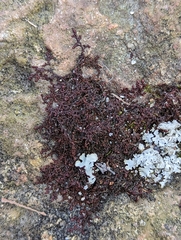 Frullania