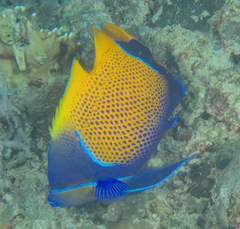 Pomacanthus navarchus