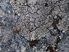 Pannaria hookeri