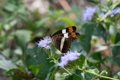 Adelpha fessonia