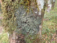 Psoroma asperellum