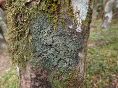 Psoroma asperellum