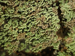 Psoroma asperellum