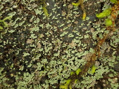 Psoroma asperellum
