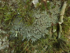 Psoroma asperellum