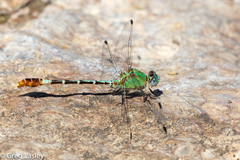 Erpetogomphus elaps