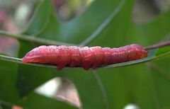Peridea angulosa