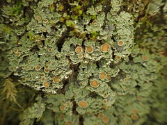 Psoroma asperellum
