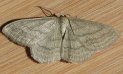Scopula luteolata