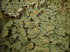 Psoroma asperellum