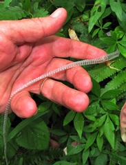 Philothamnus hoplogaster