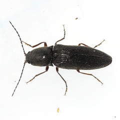 Hemicrepidius hemipodus