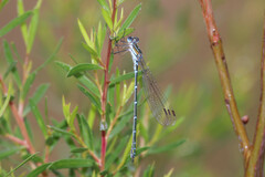Austrolestes cingulatus