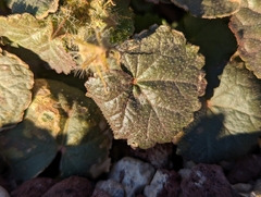 Eremalche rotundifolia