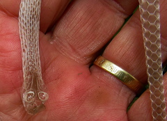 Philothamnus hoplogaster