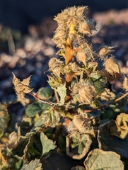 Eremalche rotundifolia