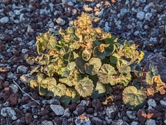 Eremalche rotundifolia