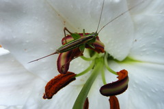 Conocephalus albescens