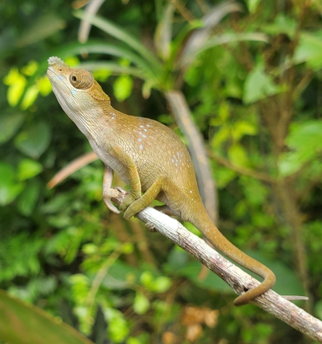 Matschie's Dwarf Chameleon, Kinyongia tenuis