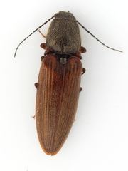 Hemicrepidius decoloratus