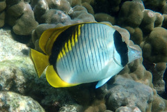 Chaetodon lineolatus