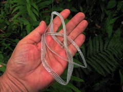 Philothamnus hoplogaster