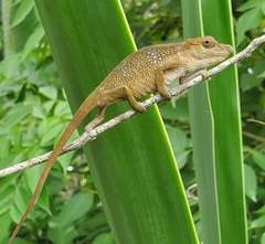 Chamaeleonidae