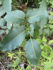 Metopium brownei