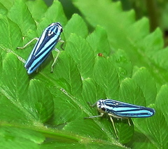 Poecilocarda cosmopolita