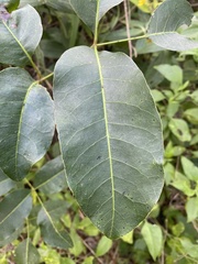 Metopium brownei