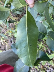 Metopium brownei