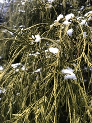 Chamaecyparis thyoides