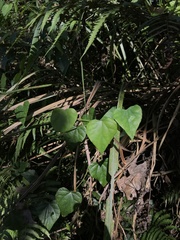 Pericampylus glaucus