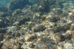 Chaetodon quadrimaculatus