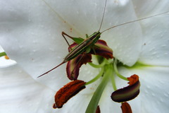 Conocephalus albescens