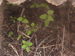 Hesperocnide tenella