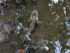 Periophthalmodon schlosseri