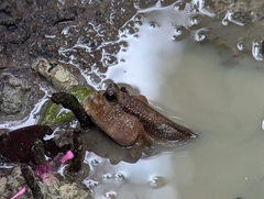 Periophthalmodon schlosseri