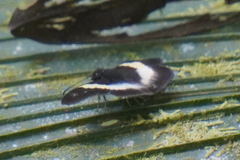 Potamanaxas thoria
