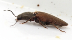 Hemicrepidius decoloratus